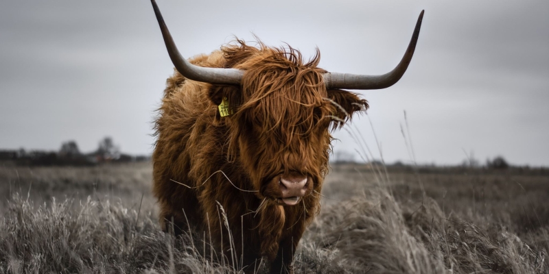 Den Helder Schotse Hooglander