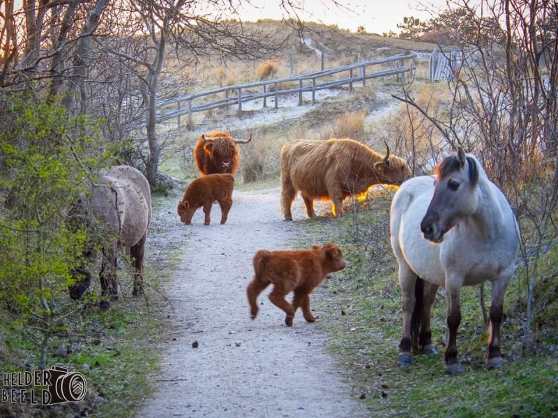 Losse foto Den Helder Duin Dieren