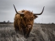 Losse foto Den Helder Schotse Hooglander